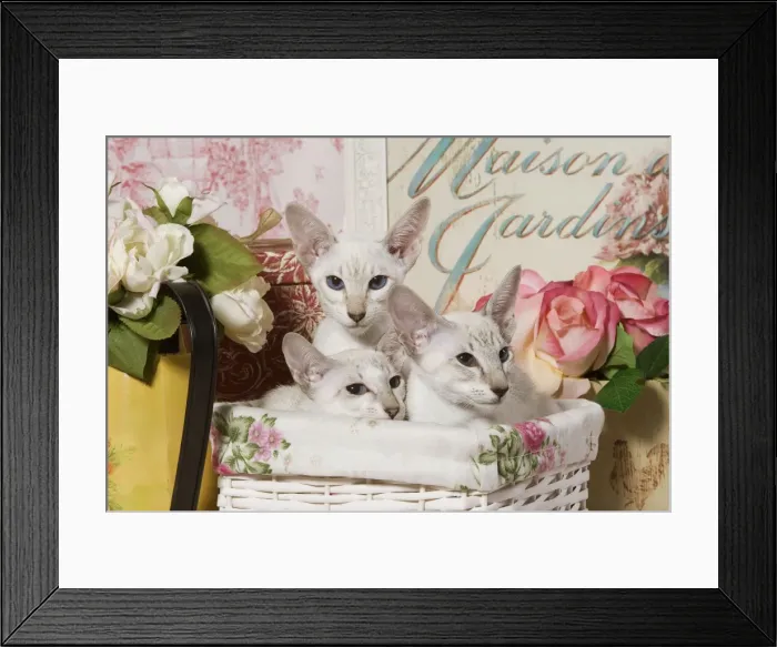 Framed Print : Cat - the siamese in basket Framed Print : Cat - the siamese in basket