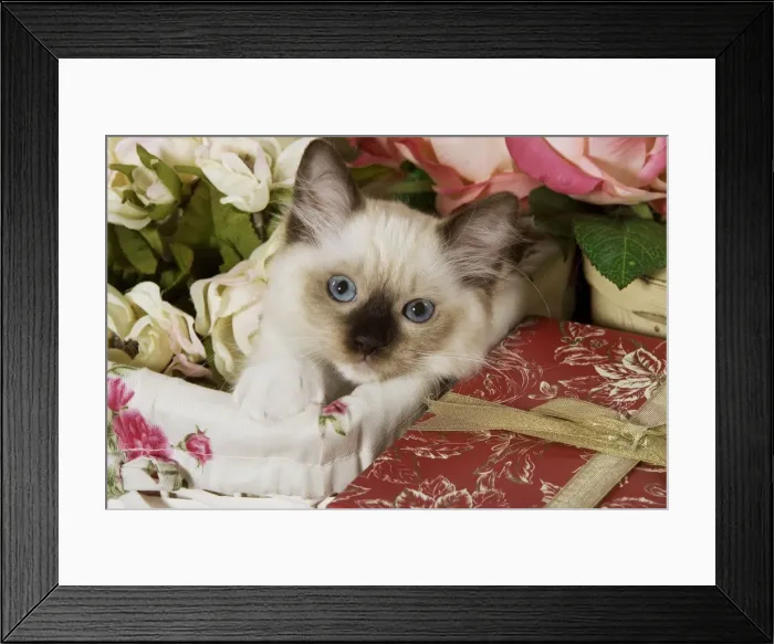 Framed Print : Cat - Ragdoll Seal kitten Claws removed Framed Print : Cat - Ragdoll Seal kitten Claws removed
