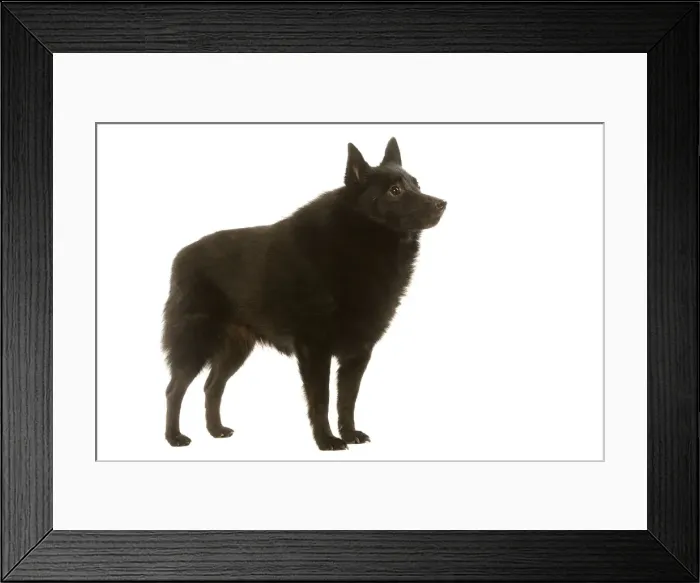 Framed Print : Dog - Schipperke Framed Print : Dog - Schipperke
