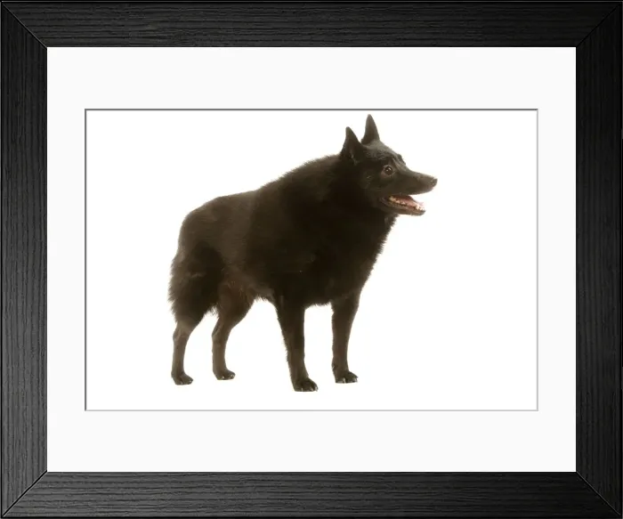 Framed Print : Dog - Schipperke Framed Print : Dog - Schipperke
