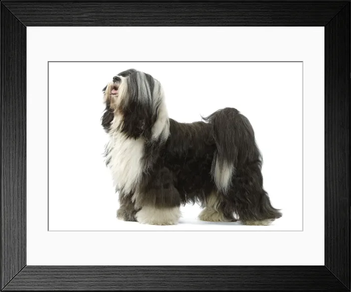 Framed Print : Dog - Tibetan Terrier Framed Print : Dog - Tibetan Terrier