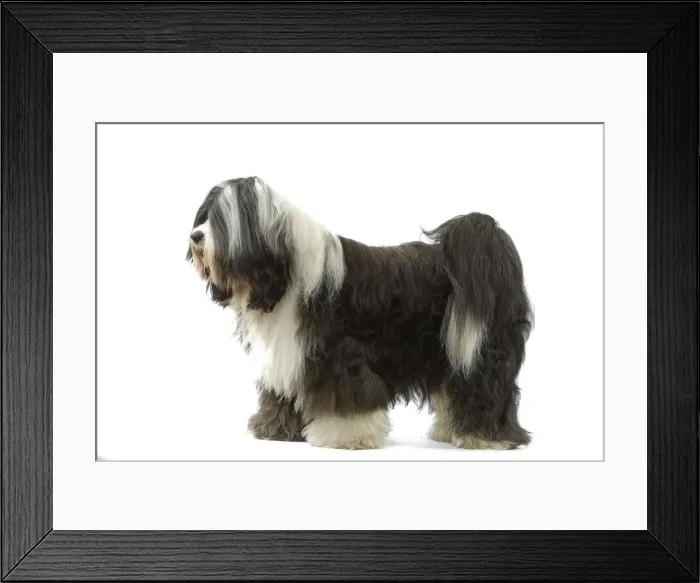 Framed Print : Dog - Tibetan Terrier Framed Print : Dog - Tibetan Terrier