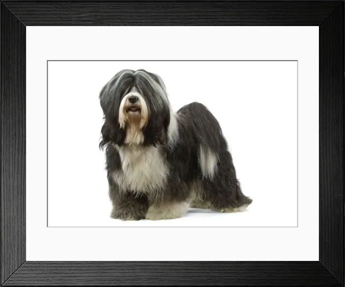 Framed Print : Dog - Tibetan Terrier Framed Print : Dog - Tibetan Terrier