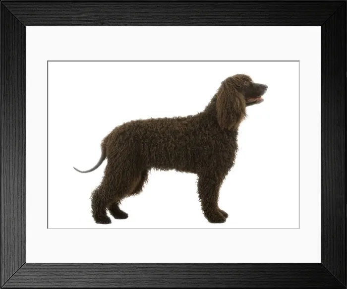 Framed Print : Dog - Irish Water Spaniel