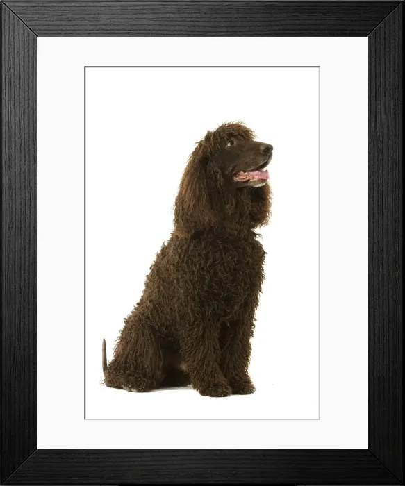 Framed Print : Dog - Irish Water Spaniel Framed Print : Dog - Irish Water Spaniel