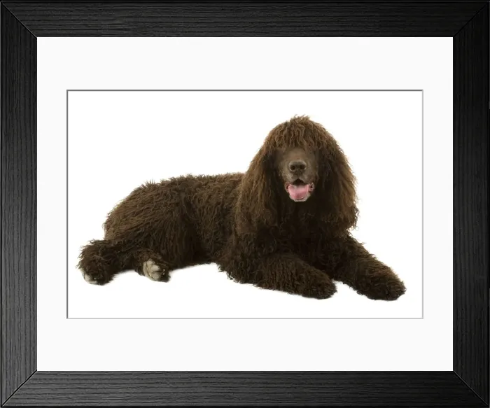 Framed Print : Dog - Irish Water Spaniel Framed Print : Dog - Irish Water Spaniel