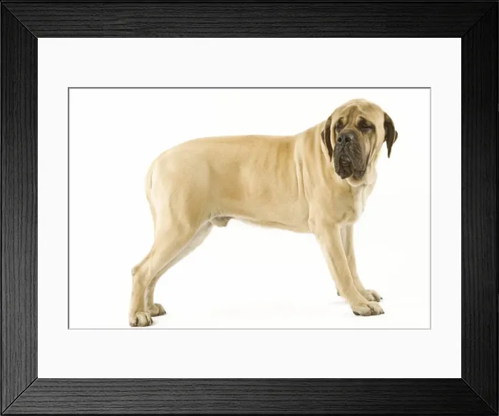 Framed Print : Dog - Mastiff Framed Print : Dog - Mastiff