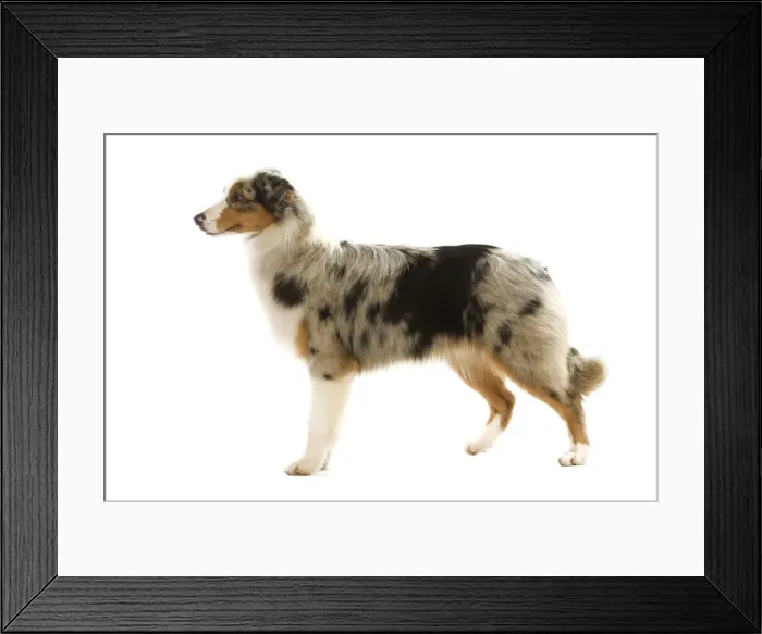 Framed Print : Australian Shepherd Dog Framed Print : Australian Shepherd Dog