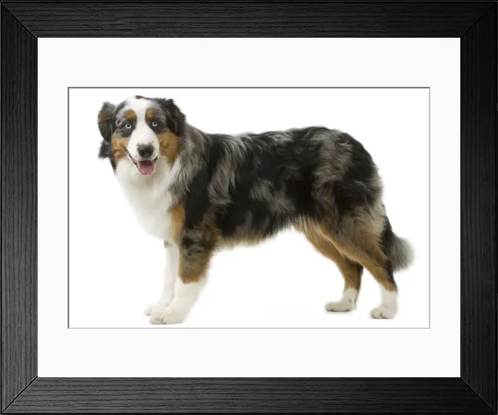 Framed Print : Australian Shepherd Dog Framed Print : Australian Shepherd Dog