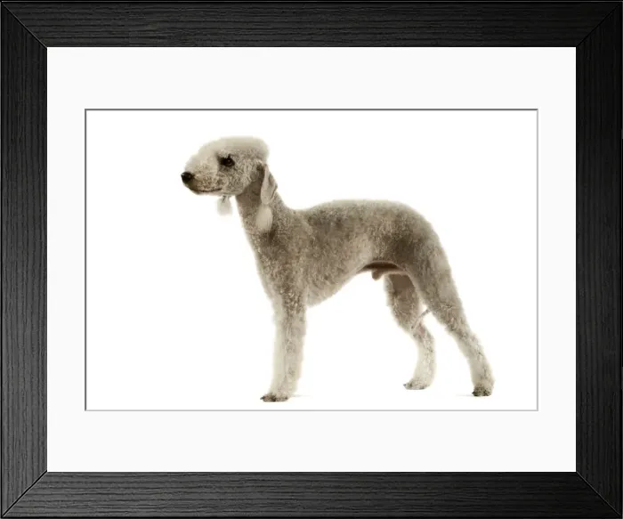 Framed Print : Dog - Bedlington Terrier. Also known as Rothbury Terrier Framed Print : Dog - Bedlington Terrier. Also known as Rothbury Terrier