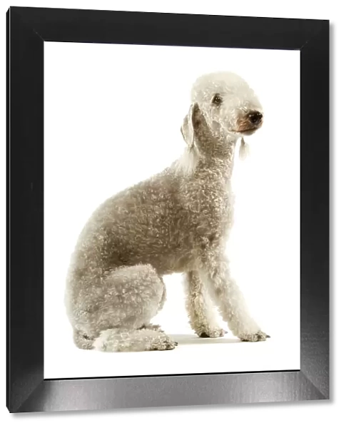 Dog - Bedlington Terrier. Also known as Rothbury Terrier