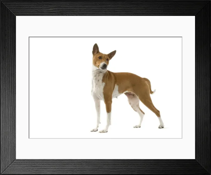 Framed Print : Dog - Basenji Framed Print : Dog - Basenji