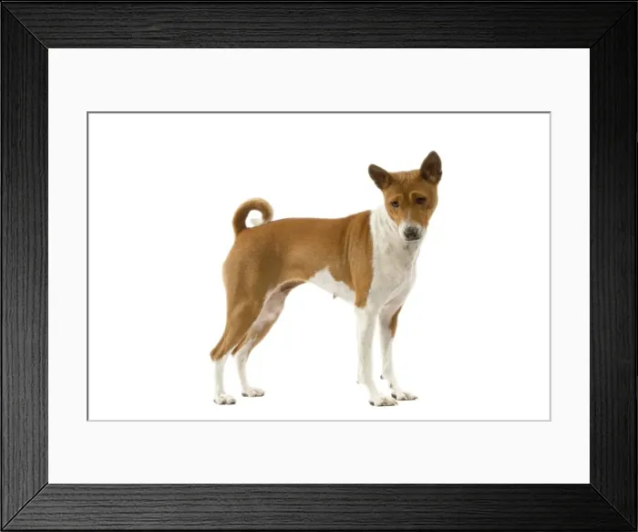 Framed Print : Dog - Basenji Framed Print : Dog - Basenji