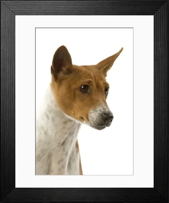 Framed Print : Dog - Basenji Framed Print : Dog - Basenji