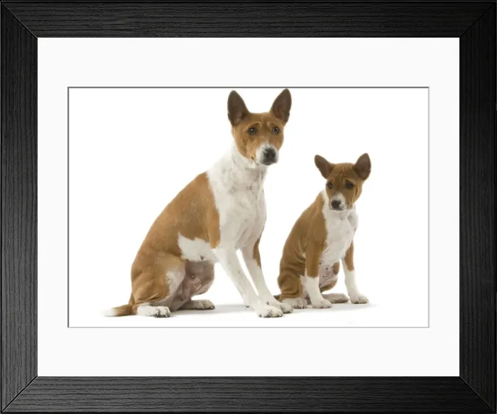 Framed Print : Dog - Basenji - adult and puppy Framed Print : Dog - Basenji - adult and puppy