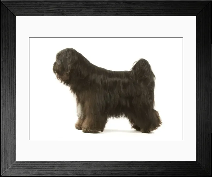 Framed Print : Dog - Tibetan Terrier Framed Print : Dog - Tibetan Terrier