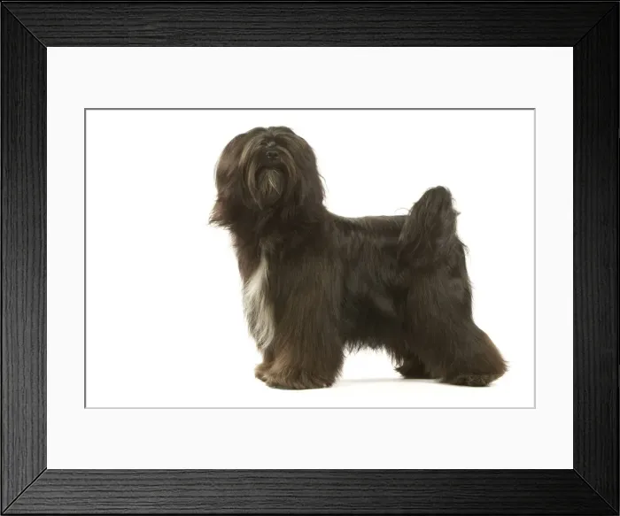 Framed Print : Dog - Tibetan Terrier