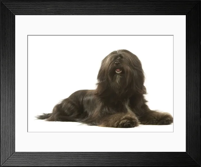 Framed Print : Dog - Tibetan Terrier Framed Print : Dog - Tibetan Terrier