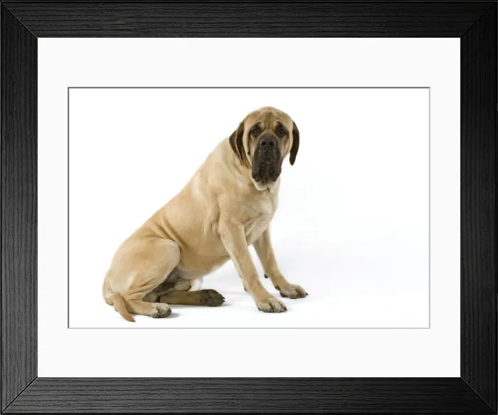 Framed Print : Dog - Mastiff Framed Print : Dog - Mastiff