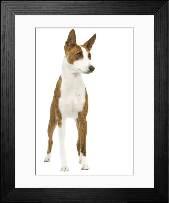 Framed Print : Dog - Basenji Framed Print : Dog - Basenji