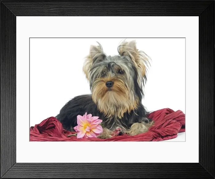 Framed Print : Dog - Yorkshire Terrier lying down Framed Print : Dog - Yorkshire Terrier lying down