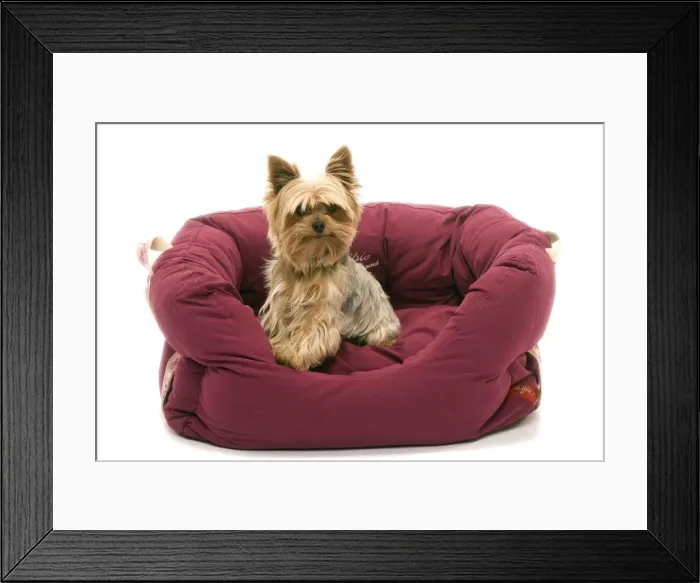 Framed Print : Dog - Yorkshire Terrier sitting down soft bed Framed Print : Dog - Yorkshire Terrier sitting down soft bed