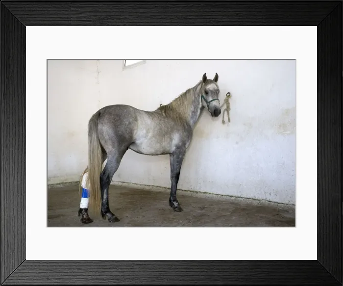 Framed Print : Horse - tethered with bandage on back leg Framed Print : Horse - tethered with bandage on back leg