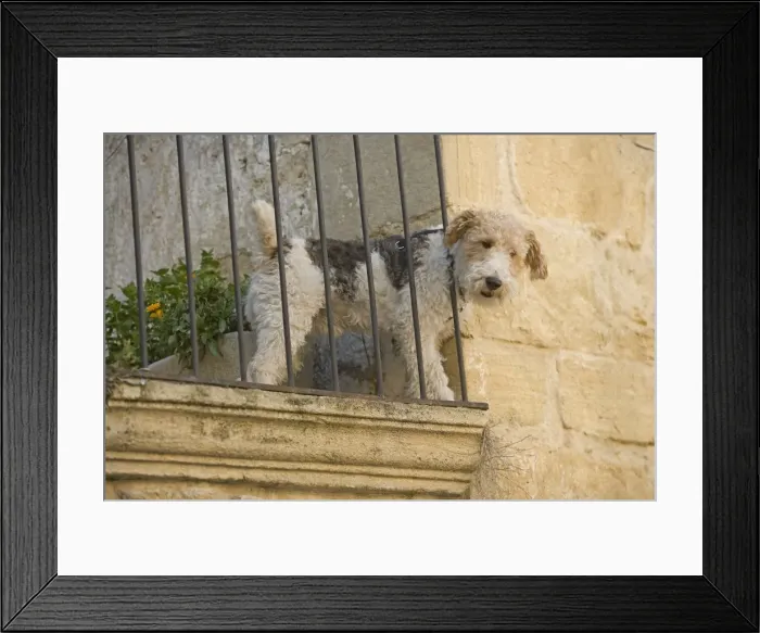 Framed Print : Dog - Fox Terrier tooking down from balcony Framed Print : Dog - Fox Terrier tooking down from balcony