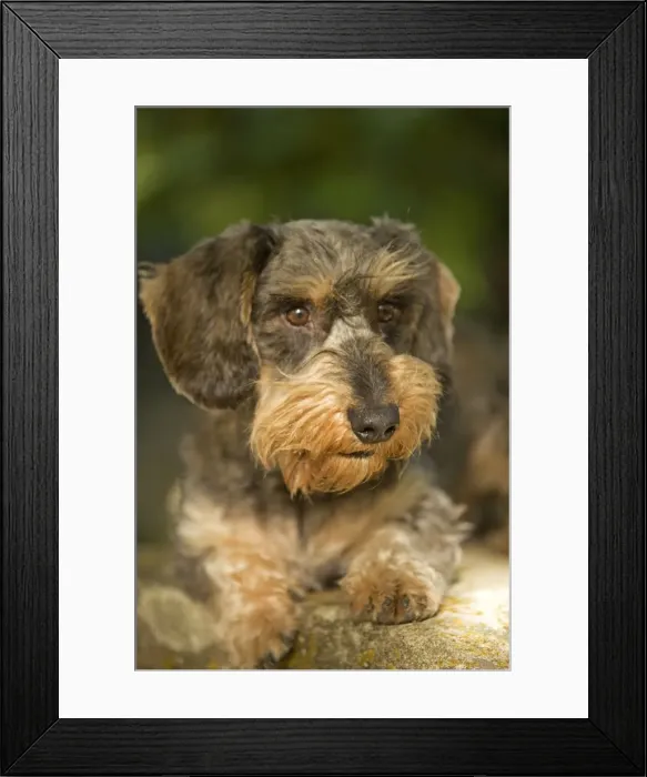 Framed Print : Dachshund / Teckel Framed Print : Dachshund / Teckel