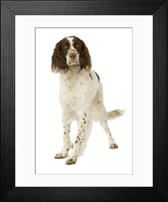 Framed Print : Epagneul Francais - in studio. Also know as French Spaniel Framed Print : Epagneul Francais - in studio. Also know as French Spaniel