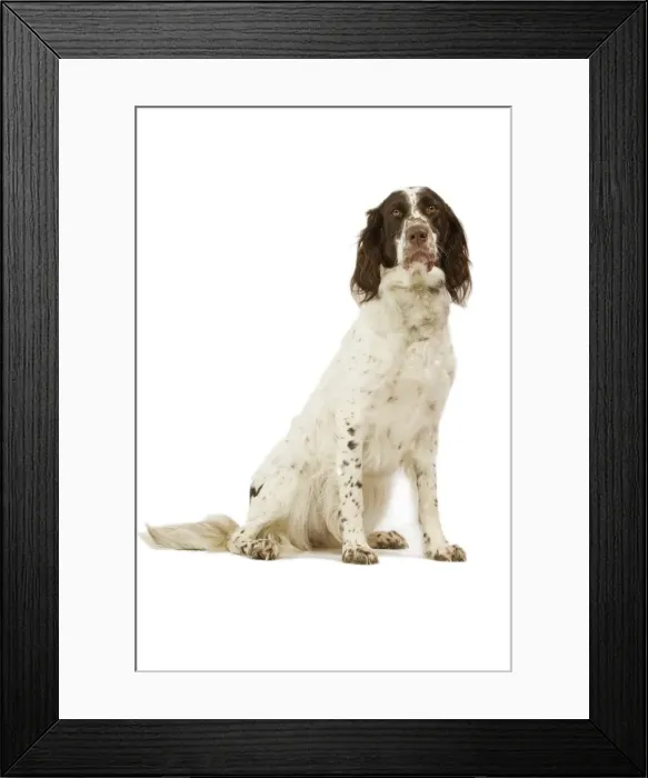 Framed Print : Epagneul Francais - in studio. Also know as French Spaniel Framed Print : Epagneul Francais - in studio. Also know as French Spaniel
