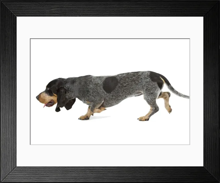Framed Print : Dog - Basset Blue De Gascogne. Also know as Blue Gascony Basset Framed Print : Dog - Basset Blue De Gascogne. Also know as Blue Gascony Basset