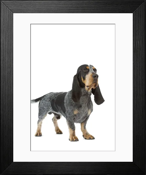 Framed Print : Dog - Basset Blue De Gascogne. Also know as Blue Gascony Basset Framed Print : Dog - Basset Blue De Gascogne. Also know as Blue Gascony Basset