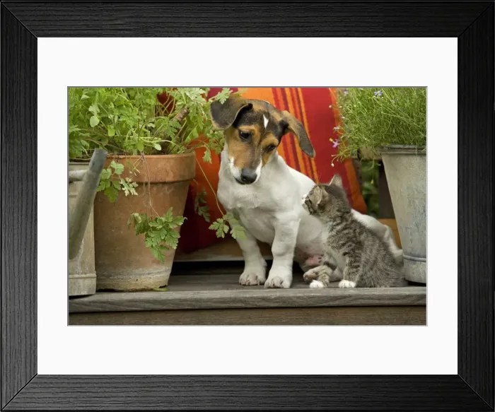 Framed Print : Dog - 3 month old Jack Russell Terrier Puppy with 2 month old kitten Framed Print : Dog - 3 month old Jack Russell Terrier Puppy with 2 month old kitten