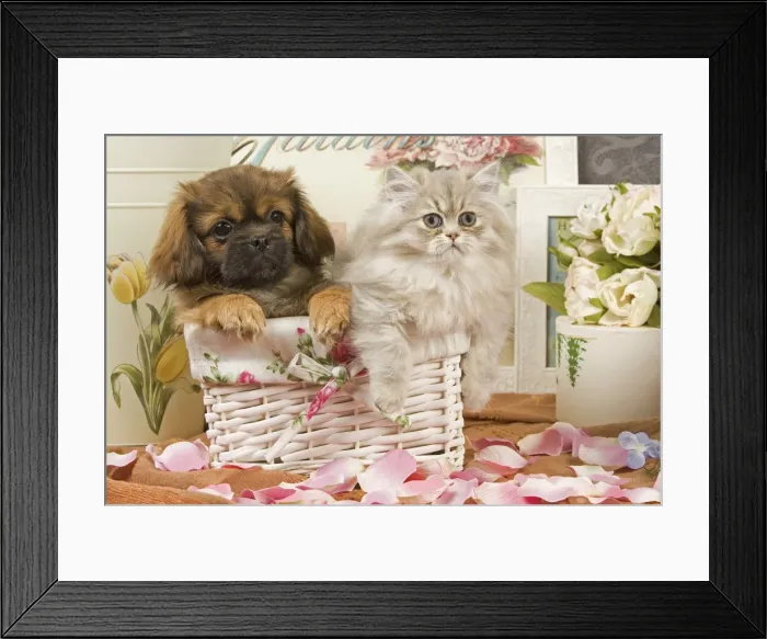 Framed Print : Persian Cat with Tibetan Terrier puppy Framed Print : Persian Cat with Tibetan Terrier puppy