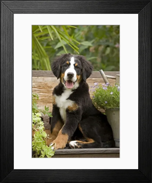 Framed Print : Dog - Bermese Mountain Dog puppy Framed Print : Dog - Bermese Mountain Dog puppy