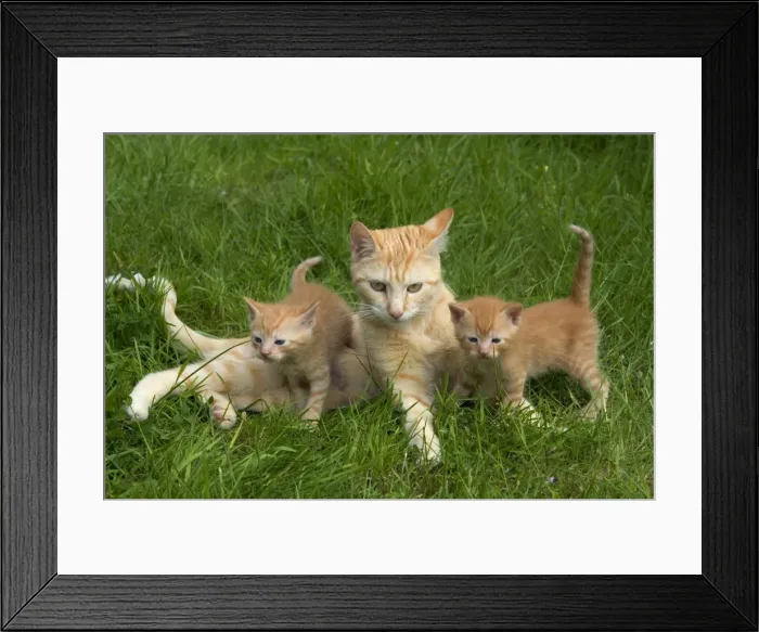 Framed Print : Cat - ginger tabby with two kittens Framed Print : Cat - ginger tabby with two kittens