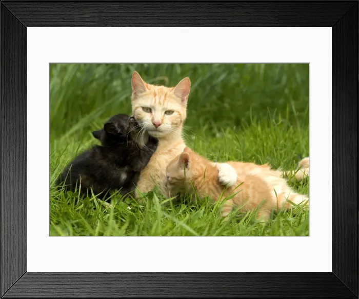 Framed Print : Cat - ginger tabby with two kittens Framed Print : Cat - ginger tabby with two kittens