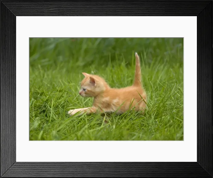 Framed Print : Cat - ginger tabby kitten walking through grass Framed Print : Cat - ginger tabby kitten walking through grass