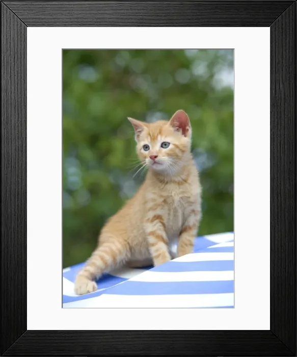 Framed Print : Cat - ginger tabby kitten Framed Print : Cat - ginger tabby kitten