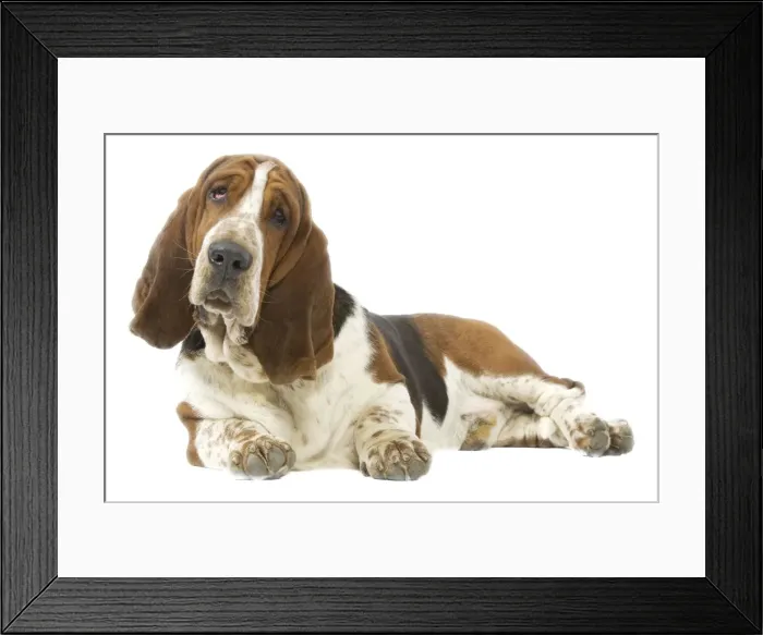Framed Print : Dog - Basset Hound lying down