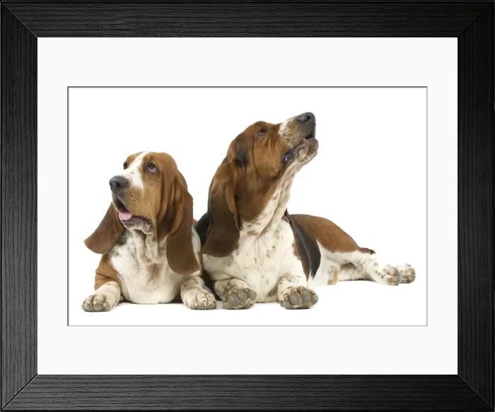 Framed Print : Dog - two Basset Hounds in studio Framed Print : Dog - two Basset Hounds in studio
