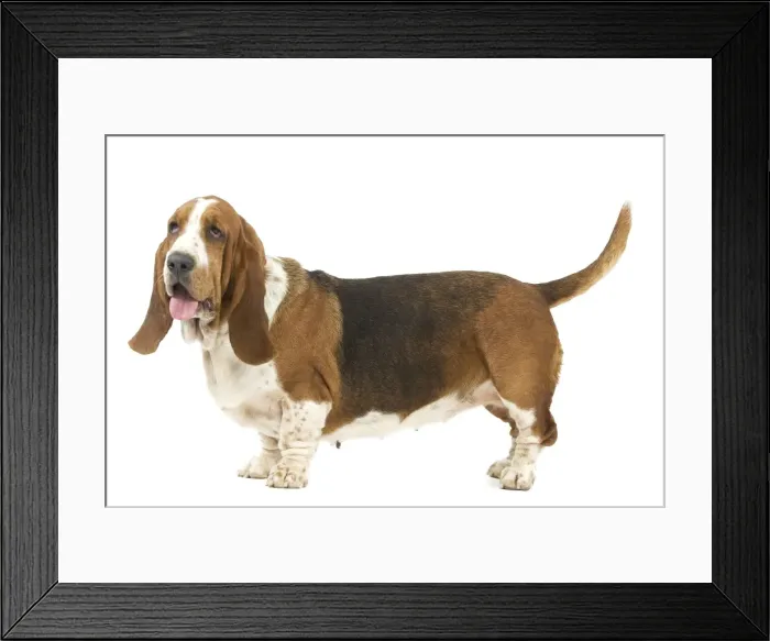 Framed Print : Dog - Basset Hound in studio Framed Print : Dog - Basset Hound in studio