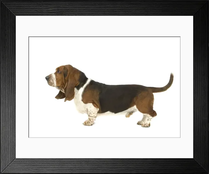 Framed Print : Dog - Basset Hound in studio Framed Print : Dog - Basset Hound in studio
