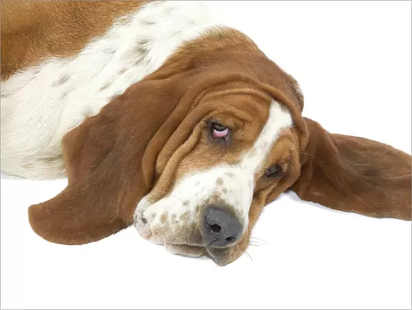 Dog - Basset Hound lying down