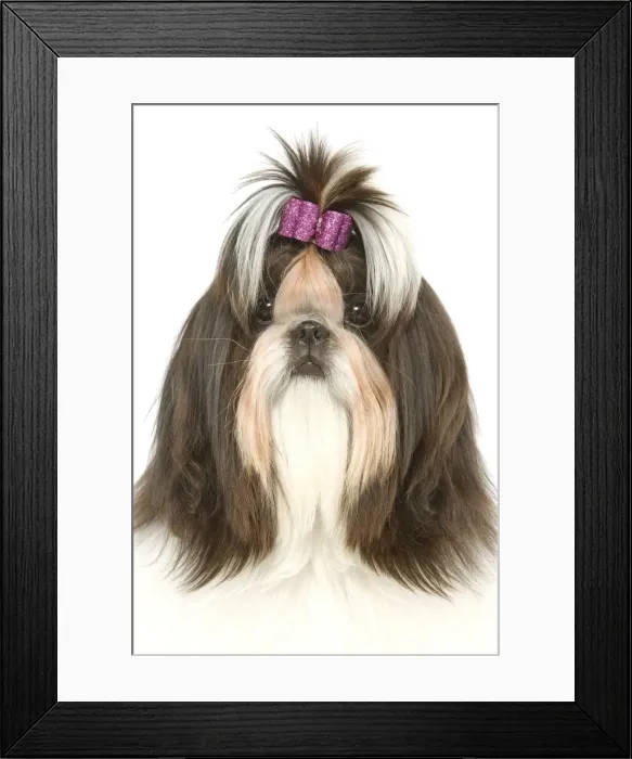 Framed Print : Dog - Shih Tzu with bow in hair Framed Print : Dog - Shih Tzu with bow in hair