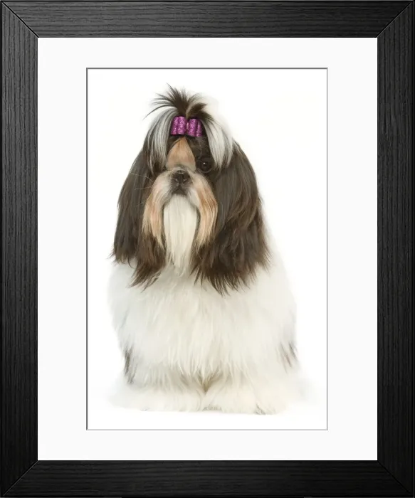 Framed Print : Dog - Shih Tzu with bow in hair Framed Print : Dog - Shih Tzu with bow in hair