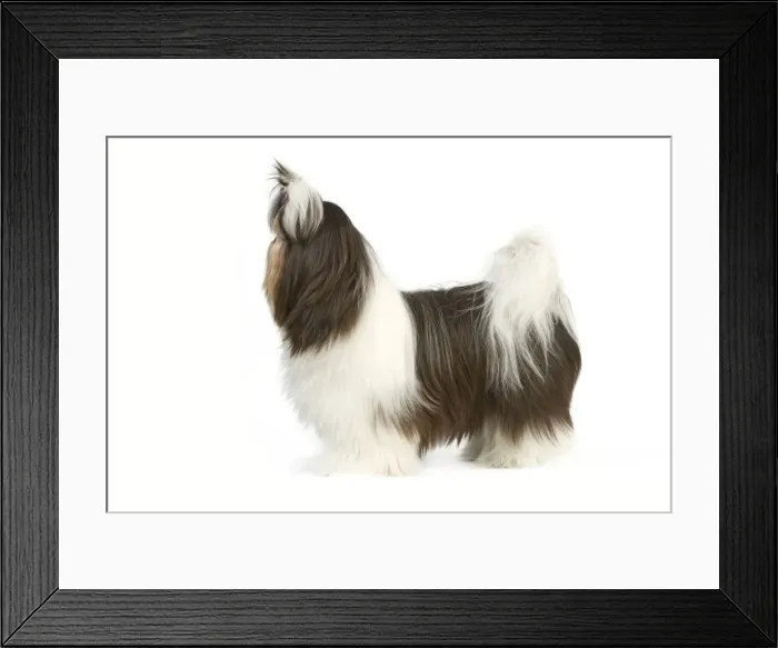 Framed Print : Dog - Shih Tzu standing side on with bow in hair Framed Print : Dog - Shih Tzu standing side on with bow in hair
