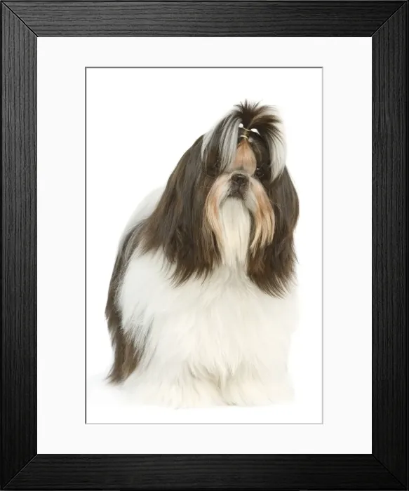 Framed Print : Dog - Shih Tzu in studio Framed Print : Dog - Shih Tzu in studio