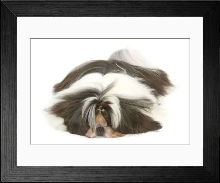 Framed Print : Dog - Shih Tzu lying in studio Framed Print : Dog - Shih Tzu lying in studio